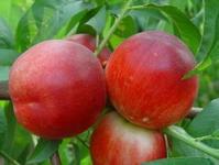 大荔县黄河滩油桃 诚信合作