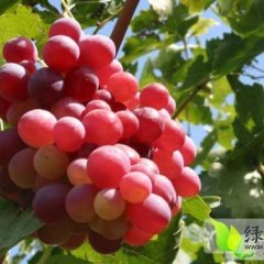 大荔县红提，夏黑大量供应