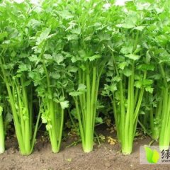 安徽砀山美国西芹芹菜名优产品