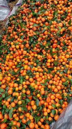 广西阳朔砂糖橘沙糖桔火热上市