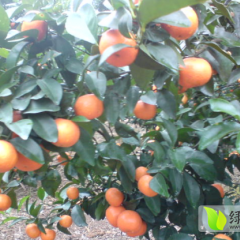 兴安沙糖桔何去何从界首黄彩云诚信合作