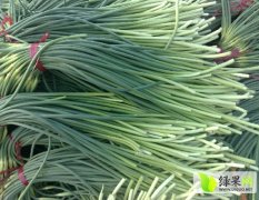 金乡马集宗兆蒙1月蒜薹