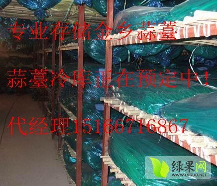 2015年山东金乡蒜薹价格