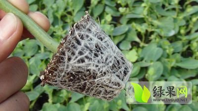 山东安信种苗-嫁接西瓜苗，根系发达，产量高