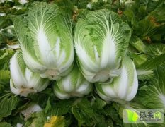 浙江温岭大白菜品质优良（箬横老梁）