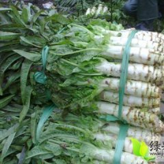 富川莴苣名扬天下,福利阿辉诚信合作