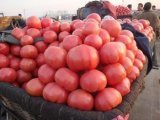 山东济阳硬粉西红柿大量上市