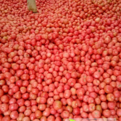 山东费县硬粉西红柿上货量大