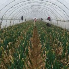 2014安丘大葱今年价格有看点