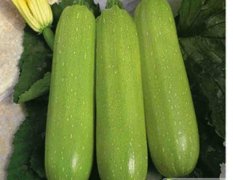 东昌府西葫芦欢迎合作,沙镇刘刚诚信合作