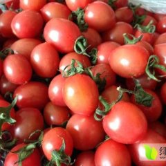 莘县柿子上货量大,张鲁白文章诚信合作