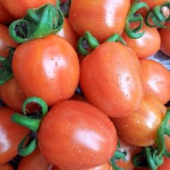 山东莘县同心二号西红柿绿色无公害