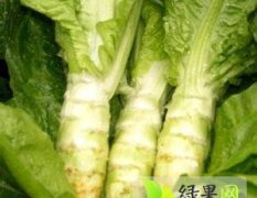 荆门市中山社区莴苣0.25---0.4元/斤