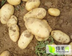 围场朝阳刘金磊3月克新一号土豆