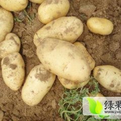 围场朝阳刘金磊3月克新一号土豆