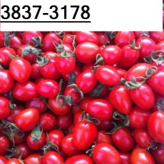 河南滑县圣女果现已大量上市，大