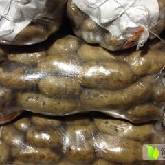 集宁大量供应优质克型一号