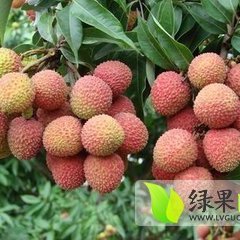 琼山荔枝著名品牌,三门黄聃诚信合作