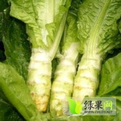 钟祥莴苣逐渐升温,莴苣张广敏诚信合作