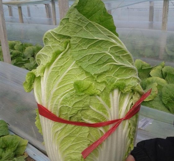 2015年山东青州菊锦价格