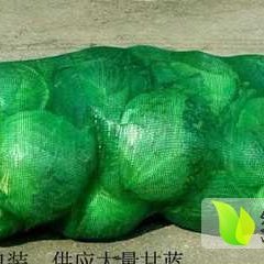 2015新野东升甘蓝俏销大江南北