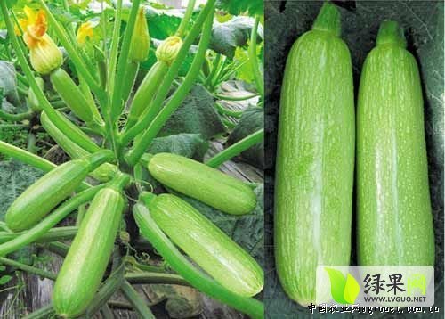 2015年山东东昌府绿箭价格