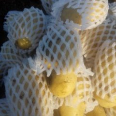 2015惠民惠民冷库土豆进行交易中