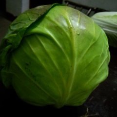 2015君山甘蓝抓住商机无限