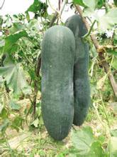 海南儋州黑皮冬瓜，欢迎来电咨询