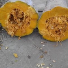 湖北咸宁密本南瓜质量上乘