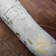 湖北咸宁子弹头黑皮冬瓜随行就市