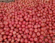 费县胡阳镇大量供应粉红西红柿