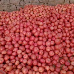 费县胡阳镇大量供应粉红西红柿