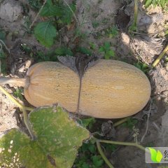 2015供应海南密本南瓜