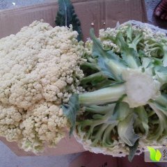 徐州白面青梗散菜花蔬菜种植基地诚信合作