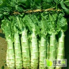 青州蔬菜孙国梁3月青皮莴苣