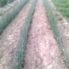 牡丹马岭刘帅一3月长白大葱