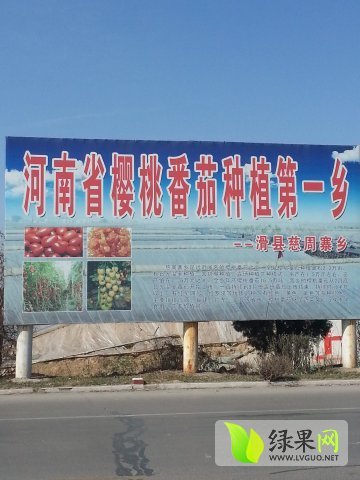 2014年河南滑县供圣女果价格