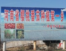 河南滑县供应小番茄