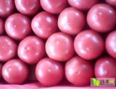 山东海阳普罗旺斯 温暖棚粉红西红柿
