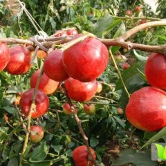 冠县油桃是名优特产,韩路徐延华诚信合作