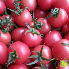 莘县圣女果千禧，圆粉的量不断增大