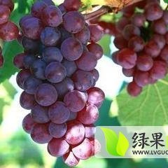 2015临渭葡萄价格波动不大