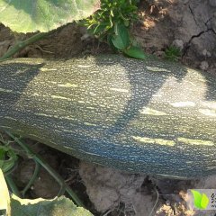 汉寿文蔚饶学勇南瓜