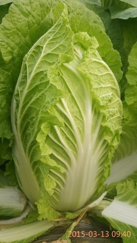 2016年山东兰陵菊锦春白菜价格