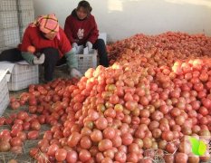 徐州西红柿大量上市，粉果质优价廉