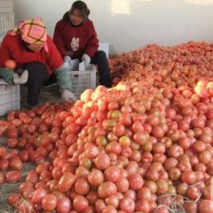 徐州西红柿大量上市，粉果质优价廉