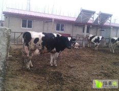 唐山地区大量优质高产奶牛出售