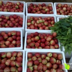 冠县大曲贾子侠4月中油9号油桃