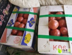 河北昌黎硬粉西红柿.0.4--0.5